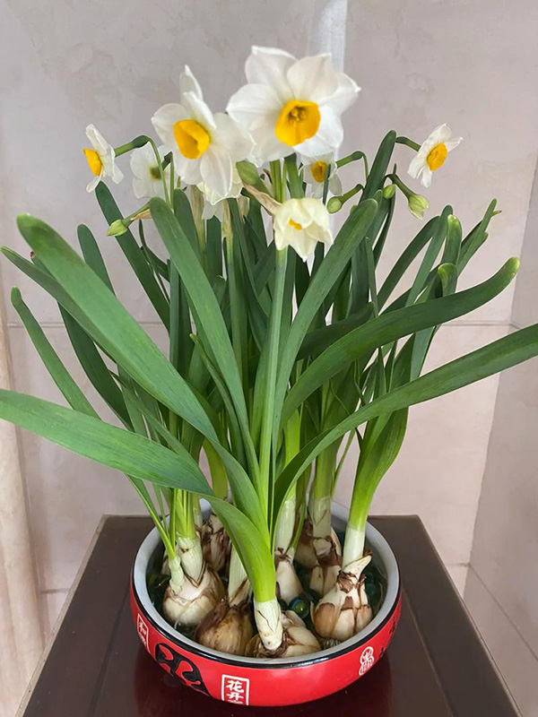 How to Care For Your Flowers