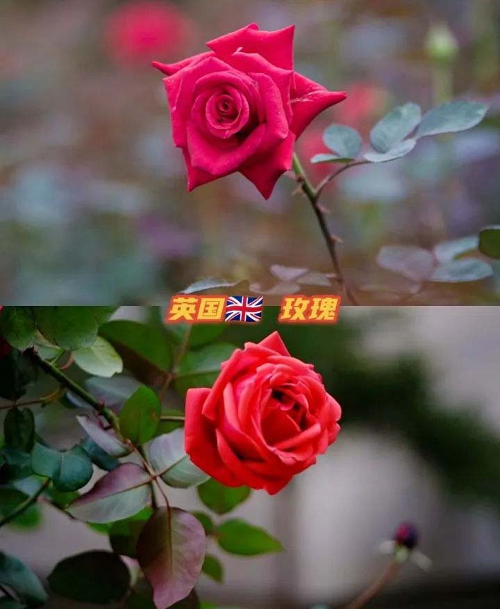 the national flower of every country in the world