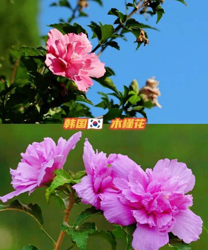 the national flower of every country